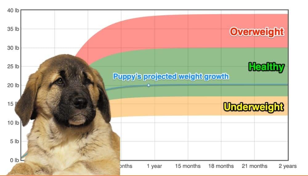 Anatolian shepherd hot sale weight